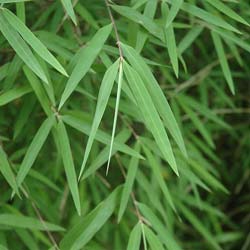 Bamboo Fargesia angustissima